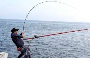 静岡 南伊豆  今年はすごいぞ！南伊豆の沖磯で幻の高級魚シブダイを狙う