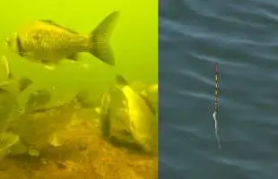 驚愕の水中映像で見るヘラブナ釣りの真実の世界！