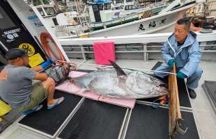 海の中の黒いダイヤモンドを追え！スピニングタックルで挑む巨大クロマグロ