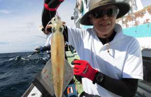 相模湾・城ヶ島沖のヤリイカ、好スタート！