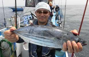 神奈川・相模湾でキハダ、本ガツオが沸騰中！！！