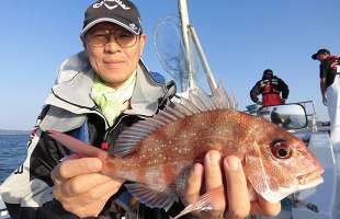 千葉県・千倉沖の“マダイ五目”、高級魚オンパレード！