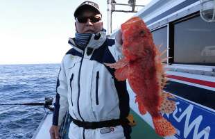 和歌山県・白浜沖のオニカサゴ、人気上昇中!
