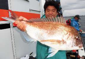 千葉県・内房“乗っ込み”マダイ！早くもシーズンイン！