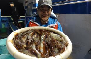 今年はいいぞ！茨城県・鹿島沖の半夜スルメイカ