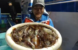 今年はいいぞ！茨城県・鹿島沖の半夜スルメイカ