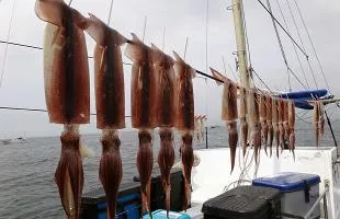 夏本番！城ケ島沖で旬のスルメイカ釣り