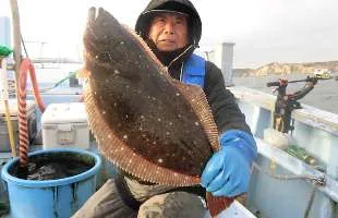 千葉県・大原沖の“寒ビラメ”、イワシ大群到来で只今爆釣中！！