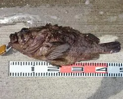 茨城県・日立沖で大型ムラソイ46cm(2.2kg)浮上！