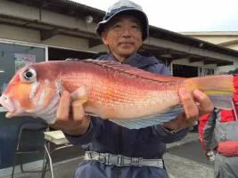 超高級魚アマダイ、今季も相模湾で絶好調！