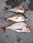 下から4.2kg、2.6kg、2.4kg