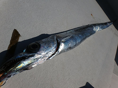 数 型共に絶好調 伊豆 新島沖の超高級魚 旨キンメ 釣りビジョン マガジン 釣りビジョン