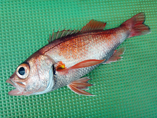 茨城県・波崎沖で超高級魚の“抱卵アカムツ”を狙う！, 釣りビジョン マガジン