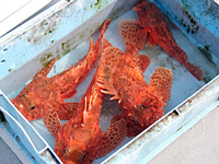 オフショアマガジン 日本の沖釣り 写真