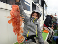 オニカサゴの1.5kg