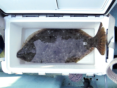 千葉県 御宿沖 超浅場に超大型ヒラメ オフショアマガジン 釣りビジョン