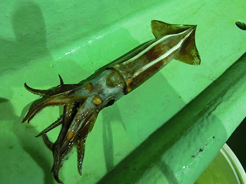 茨城県 那珂湊沖で半夜釣りのムラサキイカ好スタート 釣りビジョン マガジン 釣りビジョン