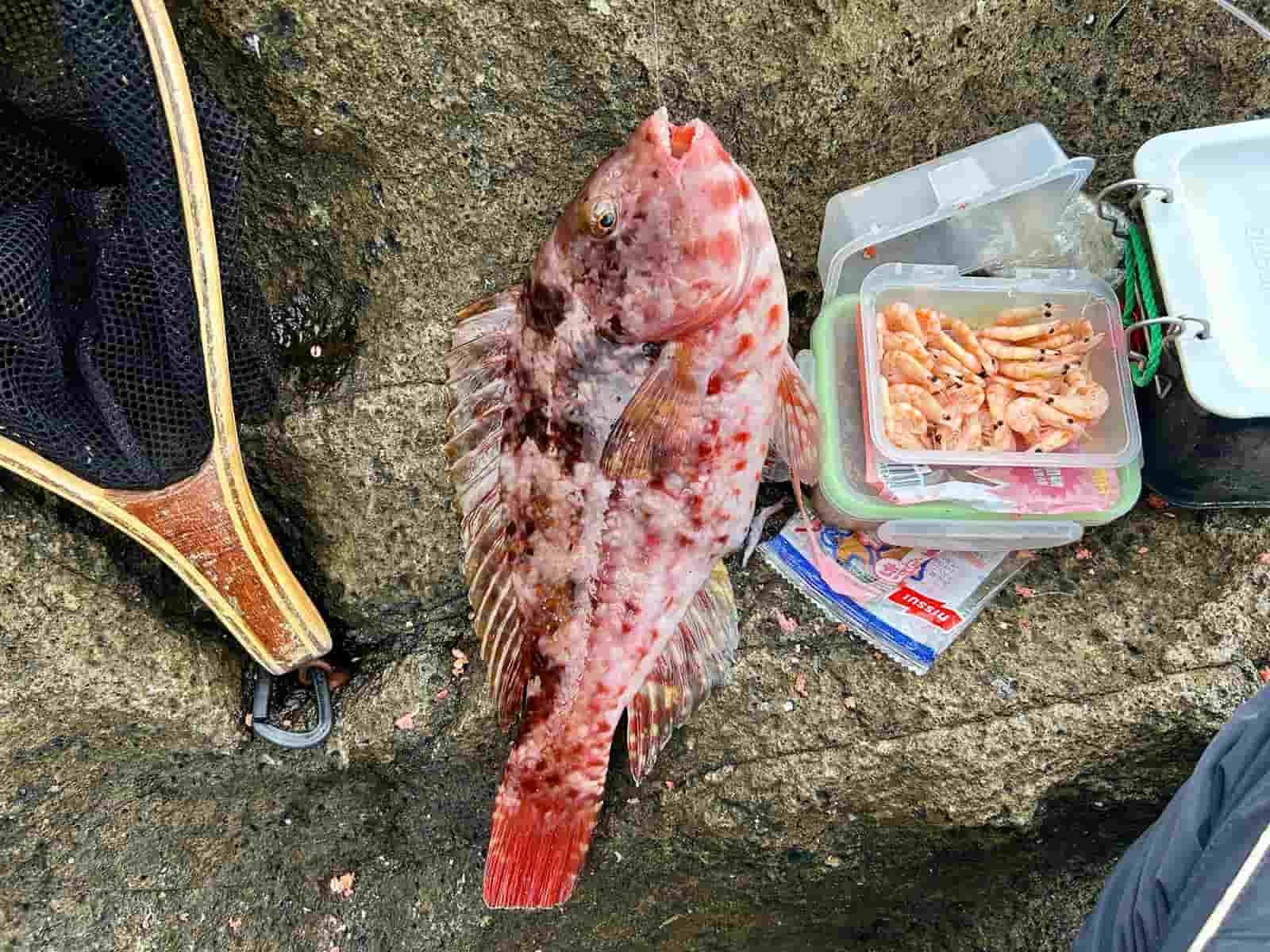 5mの棚で釣れた可愛いブダイ。 ©釣りビジョン