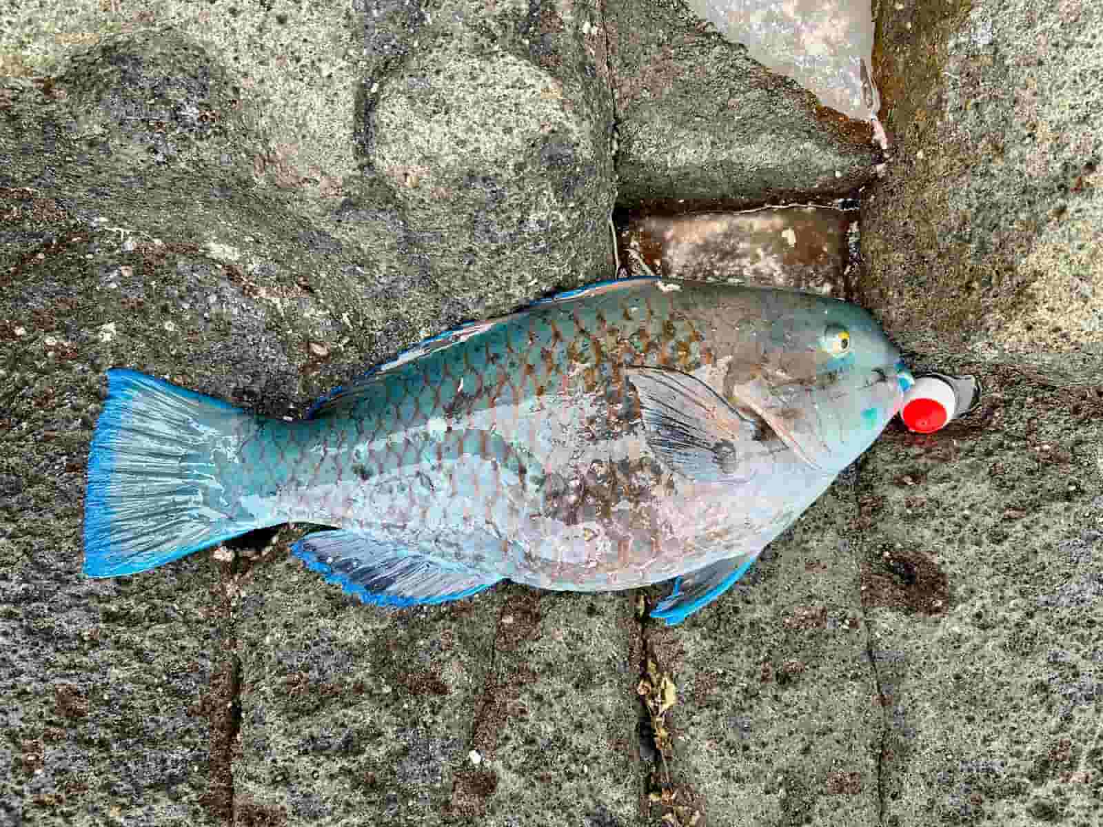 いつもドキドキさせてくれるアオブダイは磯際の定番ゲスト。 ©釣りビジョン