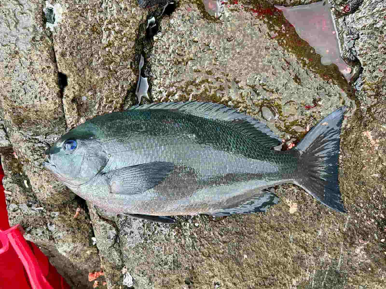 入賞を確信した43cmの良型口太! ©釣りビジョン