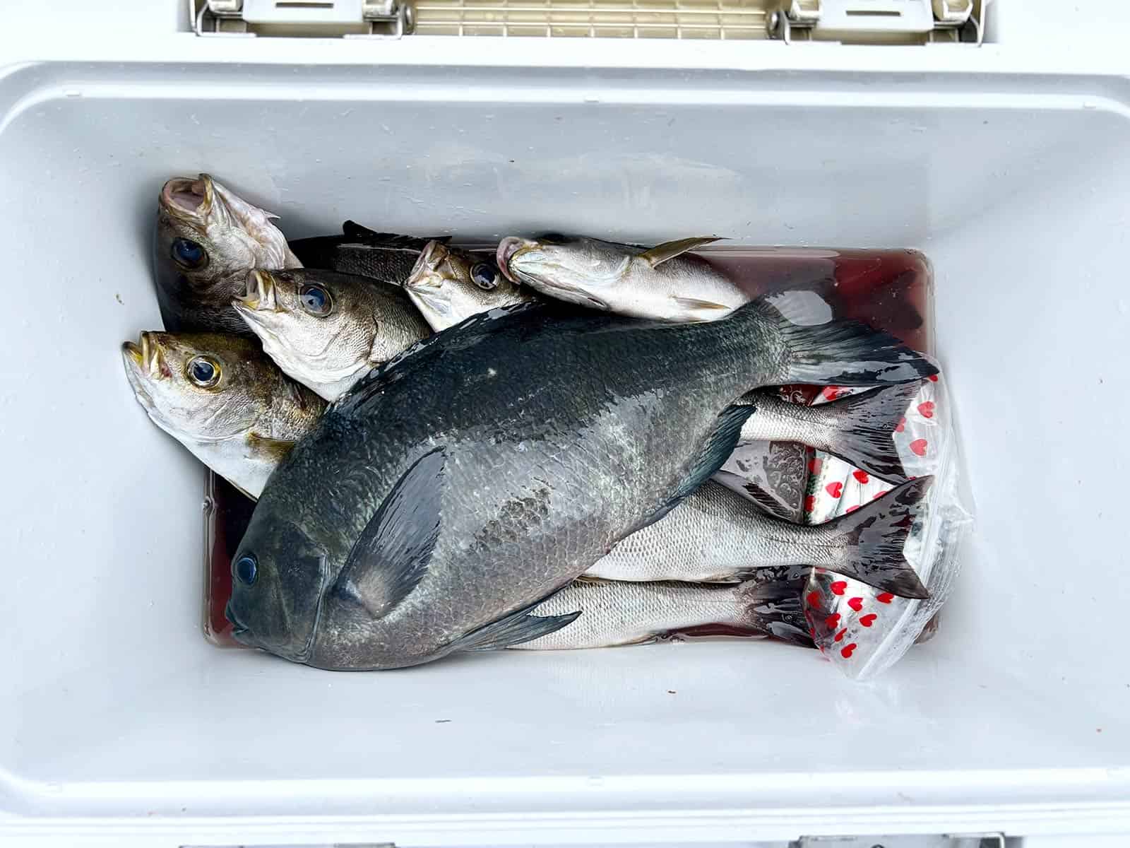 今回の私の釣果。 ©釣りビジョン