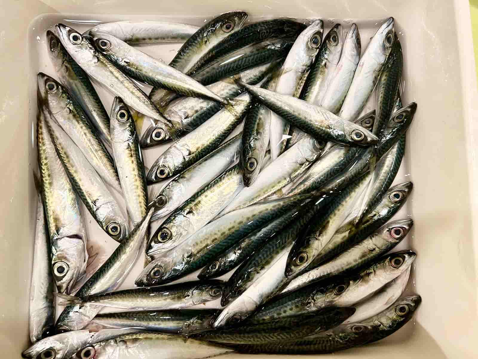 余った小鯖󠄀は唐揚げでいただくことに。 ©釣りビジョン