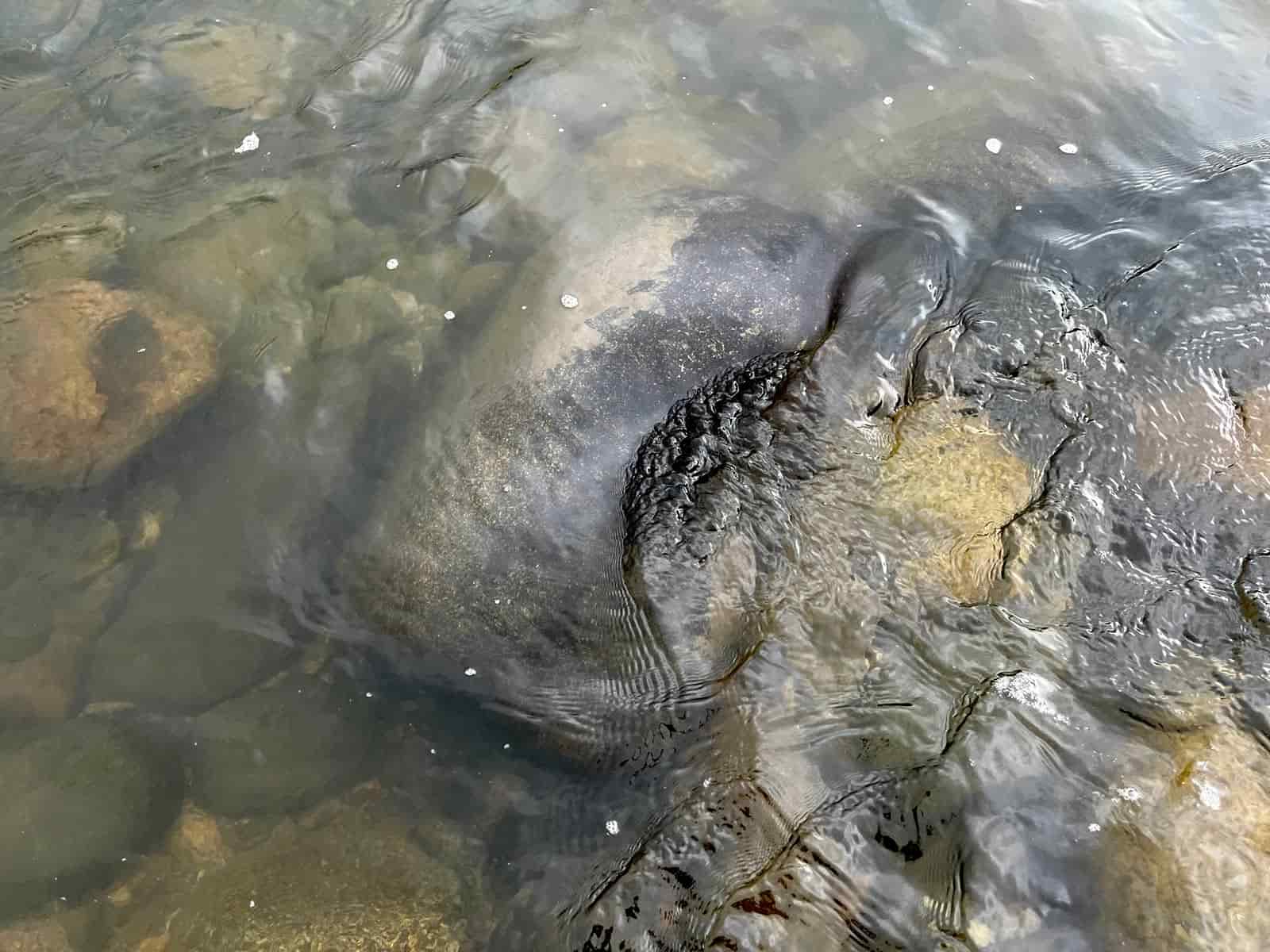 狙うは黒い石!ハミ跡は流れの中に多い! ©釣りビジョン
