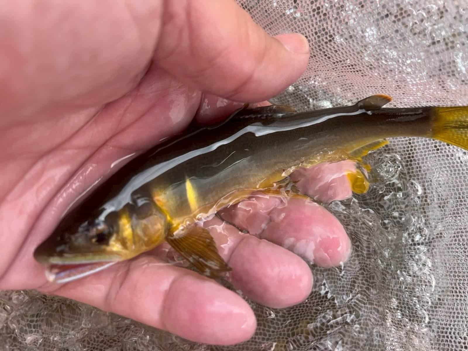 チビ鮎でも追星ギンギン!やる気満々! ©釣りビジョン