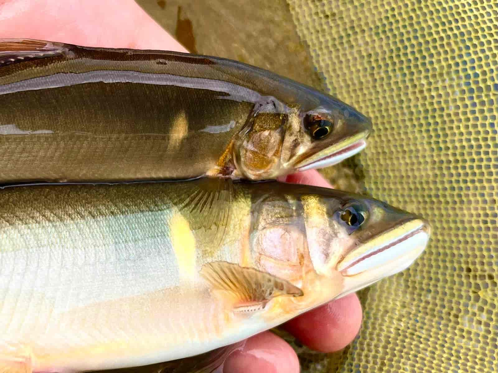 午後には連チャンも! ©釣りビジョン