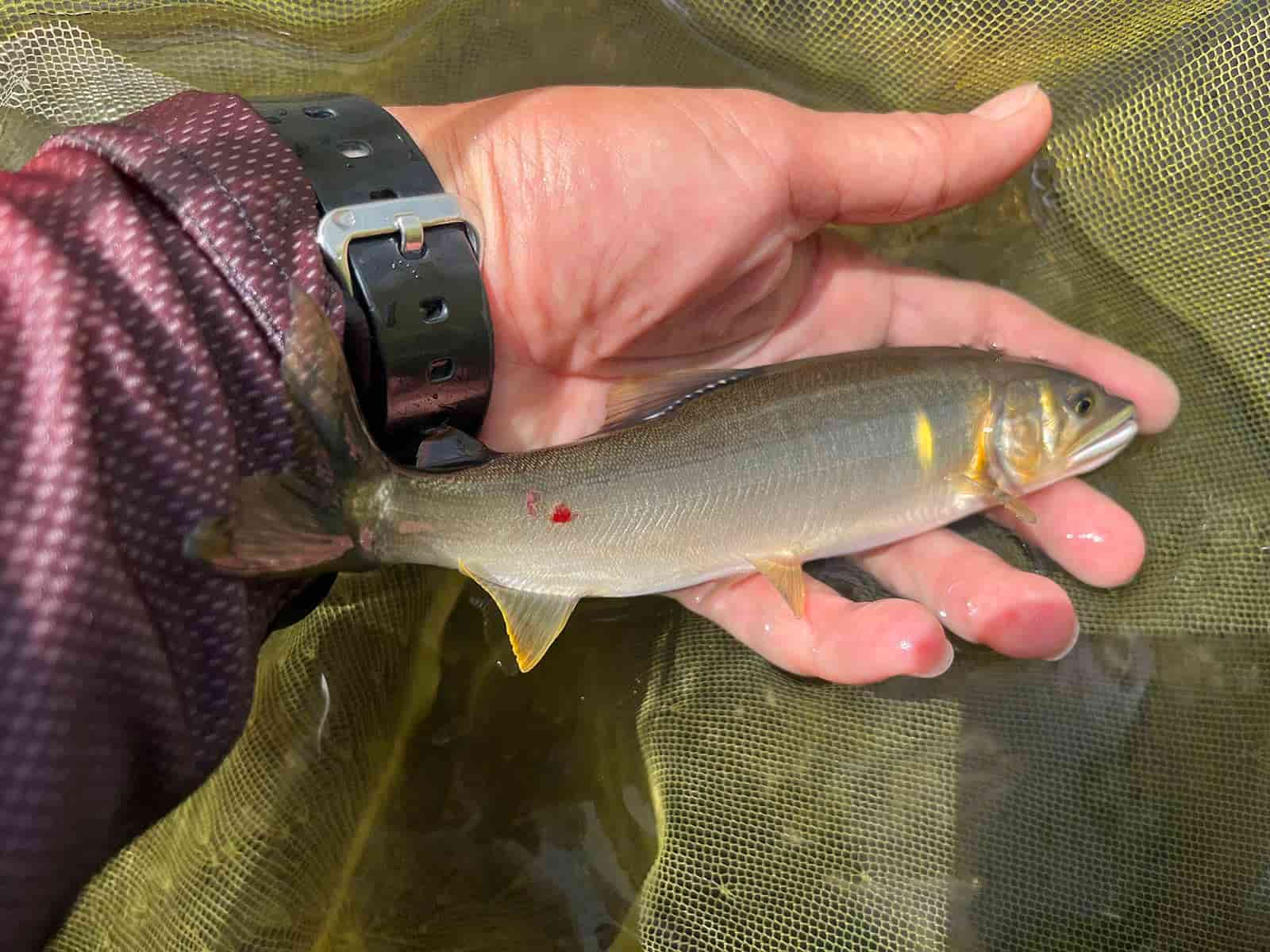 夏休みの鮎釣り】鮎釣り師憧れのフィールドへ！引き抜群の九頭龍鮎と 