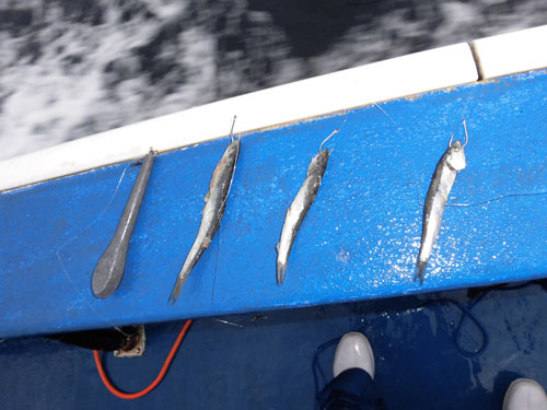千葉県大原沖のキントキ五目は多点掛けを目指せ 釣りビジョン マガジン 釣りビジョン