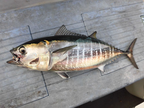 沼津沖で数年ぶりの ヨコワ フィーバー 釣りビジョン マガジン 釣りビジョン