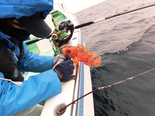 厳寒期の超高級魚オニカサゴが小田原沖で熱い オフショアマガジン 釣りビジョン