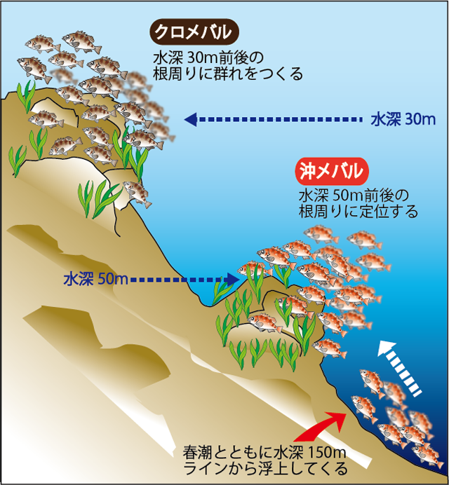 茨城県 日立沖の沖メバル抱卵中 オフショアマガジン 釣りビジョン