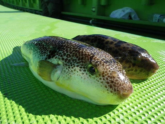 東京湾で人気の湾フグは白子のラストチャンス 釣りビジョン マガジン 釣りビジョン