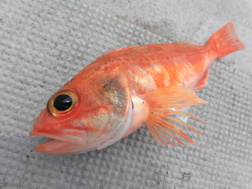 千葉県 南房総で高級魚 アカムツにチャレンジ オフショアマガジン 釣りビジョン 千葉県 南房総で高級魚 アカムツにチャレンジ オフショアマガジン 釣りビジョン