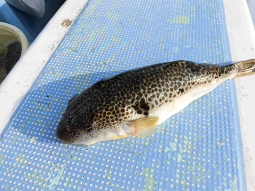常磐スタイル カットウ釣り 大型も交じる大洗沖ショウサイフグ 釣りビジョン マガジン 釣りビジョン 常磐スタイル カットウ釣り 大型も交じる大洗沖ショウサイフグ 釣りビジョン マガジン 釣りビジョン