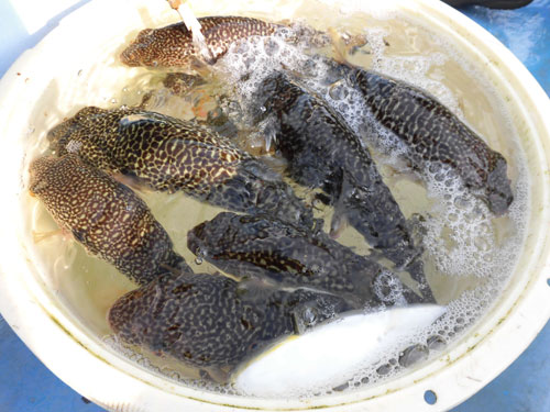 常磐スタイル カットウ釣り 大型も交じる大洗沖ショウサイフグ 釣りビジョン マガジン 釣りビジョン