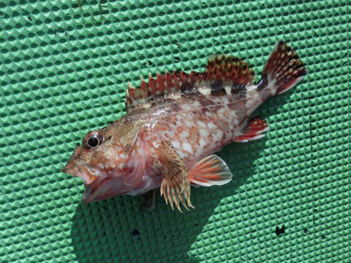 東京湾の手軽な高級魚 カサゴが絶好調 オフショアマガジン 釣りビジョン 東京湾の手軽な高級魚 カサゴが絶好調 オフショアマガジン 釣りビジョン