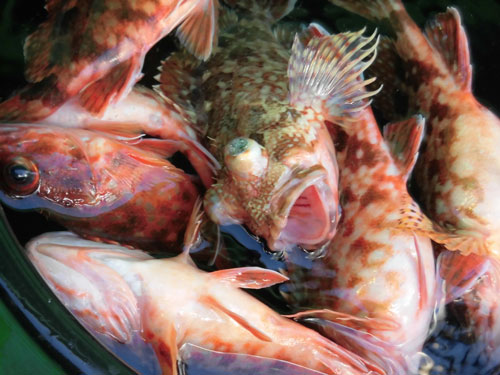 東京湾の手軽な高級魚 カサゴが絶好調 オフショアマガジン 釣りビジョン 東京湾の手軽な高級魚 カサゴが絶好調 オフショアマガジン 釣りビジョン
