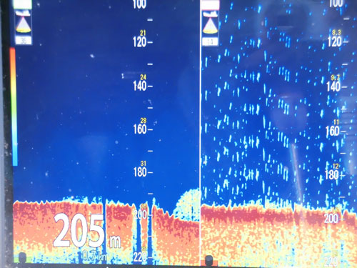 千葉 江見沖で好調持続 今シーズンのヤリイカは凄い オフショアマガジン 釣りビジョン 千葉 江見沖で好調持続 今シーズンのヤリイカは凄い オフショアマガジン 釣りビジョン