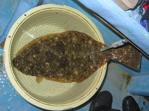 茨城県 大洗沖のヒラメ絶好調 活き餌の釣りの楽しさを満喫 オフショアマガジン 釣りビジョン 茨城県 大洗沖のヒラメ絶好調 活き餌の釣りの楽しさを満喫 オフショアマガジン 釣りビジョン