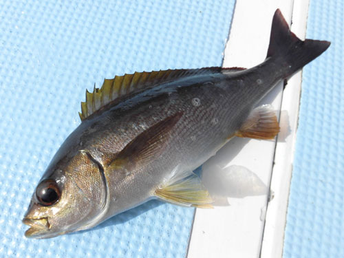 “鶏魚”とも書かれるイサキ。とさかの様な背ビレは要注意