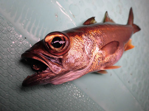 静岡県 網代発 半夜クロムツの 旬 到来 釣趣も食味も大満足 オフショアマガジン 釣りビジョン 静岡県 網代発 半夜クロムツの 旬 到来 釣趣も食味も大満足 オフショアマガジン 釣りビジョン