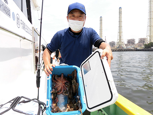 半日で“江戸前マダコ”がこんなに!