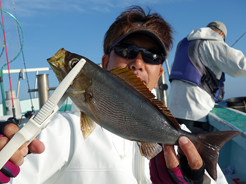 おいしそうなイサキ