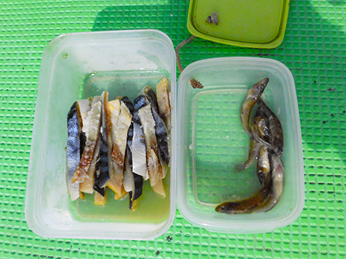 餌にはサバの短冊とゴリ
