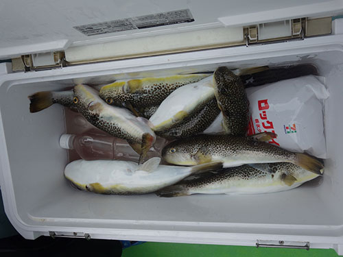 この日の釣果