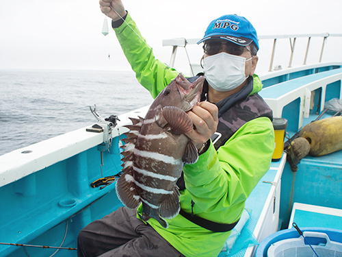 引きも味も最高なマハタが顔を見せる