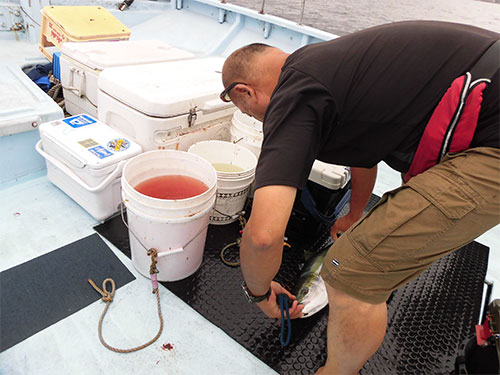 魚は船長が血抜きをして氷漬けに──